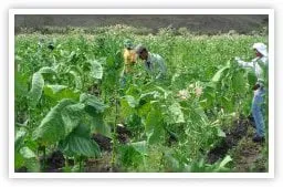 Tobacco Growing Fields